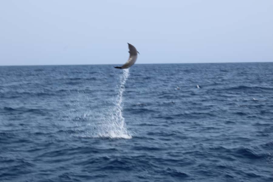 Sal Island: Catamaran cruises on Sal Island - Snacks, drinks, music, and dancing onboard