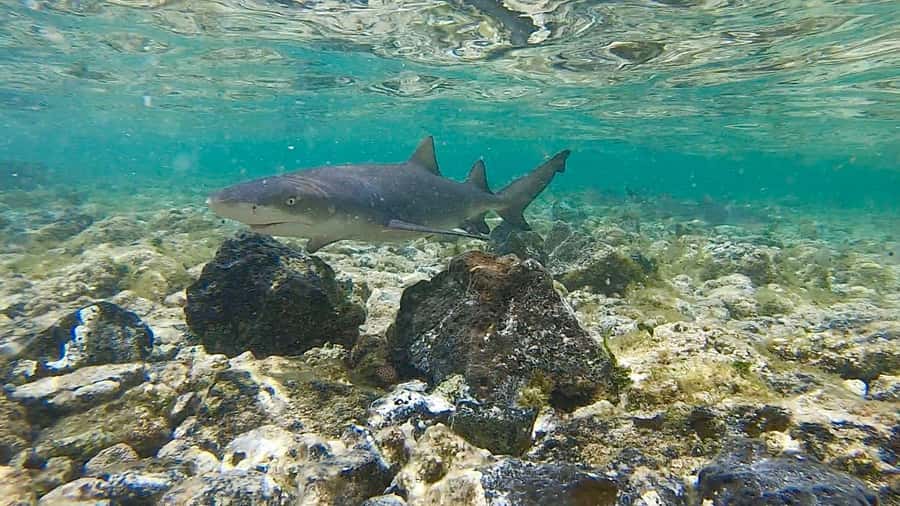 Sal: Island Experience Tour with a Certified Local Guide - Why this tour is a smart first day on Sal