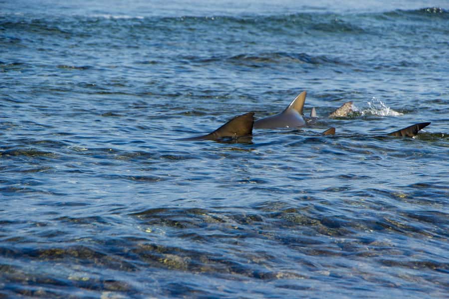 Sal island : Full day excursion Salinas, Shark Bay, Blue Eye - Sal in one long, active outing