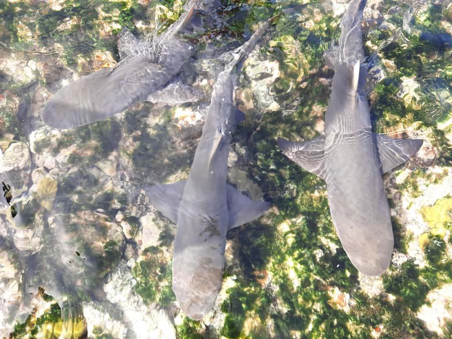 Sal Island: Private Shark Watching & Floating Experience - Why the private format matters