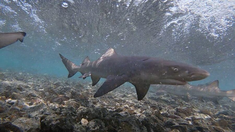 Sal Island: Shark Bay Experience from Santa Maria - FAQ
