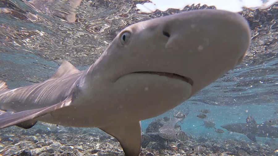 Sal Island: Shark Bay Experience from Santa Maria - Getting across the rocks and into the water
