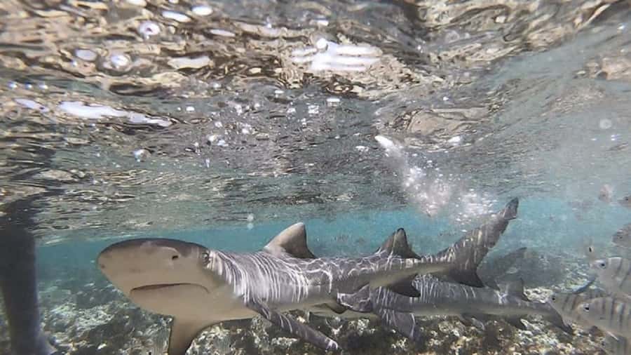 Sal Island: Shark Bay Experience from Santa Maria - Is the experience ecological and responsible?