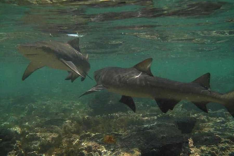 Sal Island: Shark Bay Experience from Santa Maria - How the $35 price compares with the experience