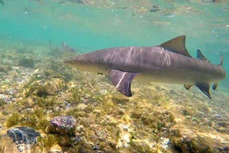 Sal Island: Shark Bay Experience from Santa Maria - Who will enjoy this most?