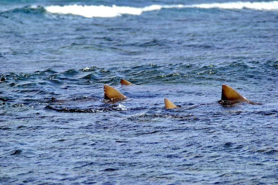 Sal Island: Shark Bay Experience from Santa Maria - The final call: book it or skip it?