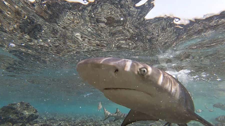 Sal Island: Shark Bay Experience from Santa Maria - The ride from Santa Maria to Sal’s east coast