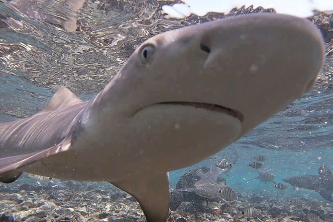 Sal Island: Shark Bay Shark Watching Experience from Santa Maria - Why Shark Bay is worth your afternoon