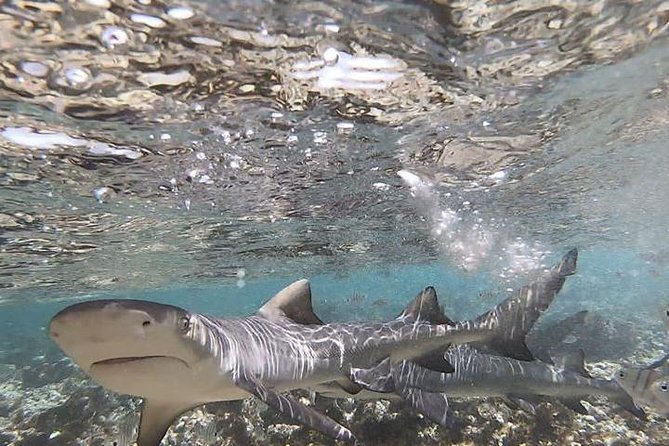 Sal Island: Shark Bay Shark Watching Experience from Santa Maria - Meeting the lemon sharks up close