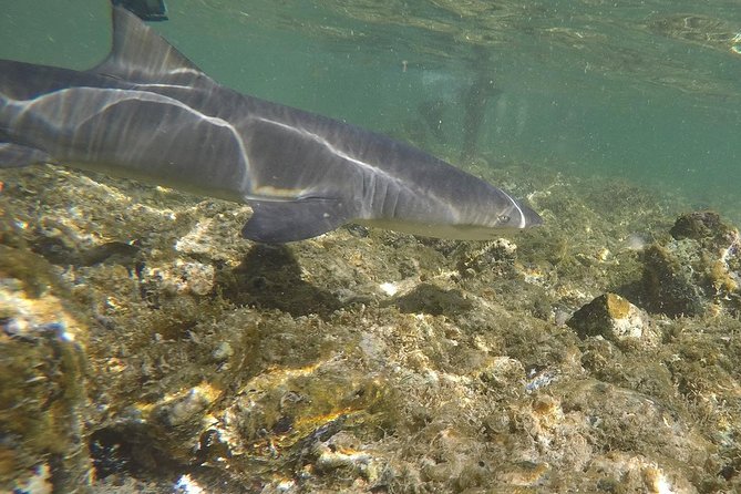 Sal Island: Shark Bay Shark Watching Experience from Santa Maria - What the guide adds to the visit
