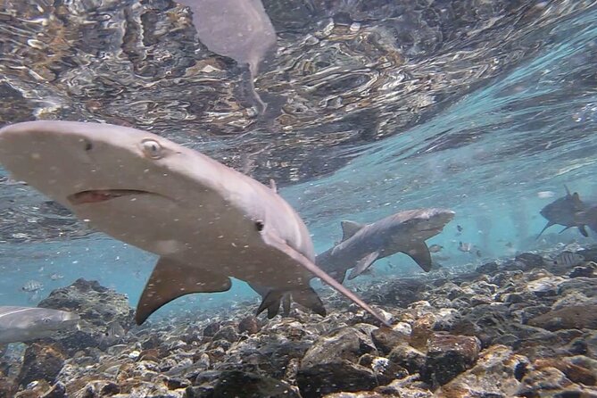 Sal Island: Shark Bay Shark Watching Experience from Santa Maria - Arriving at the rocky shore