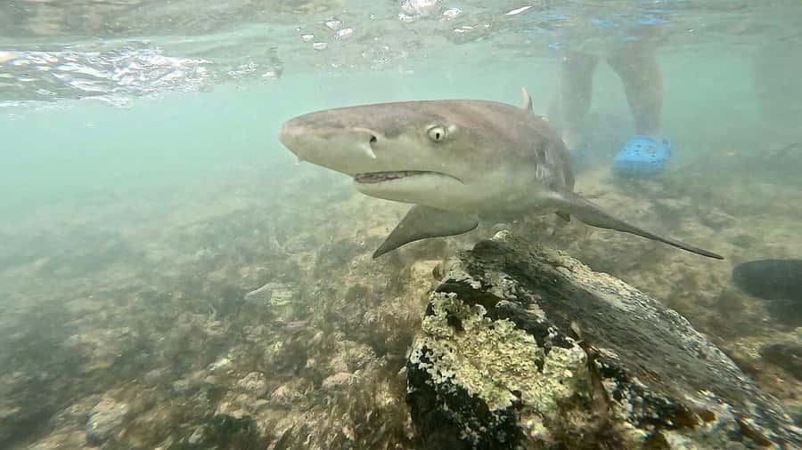 Sal Island tour: Blue Eye, Salt Lake, Sharks w/ Local Guide - Palmeira and a Flexible Lunch Stop