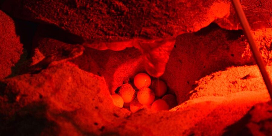 Sal Island: Turtle Watching Experience - Why Sal’s turtle season matters