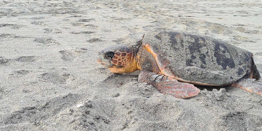 Sal Island: Turtle Watching Experience - Serra Negra and Sal’s wilder eastern coast