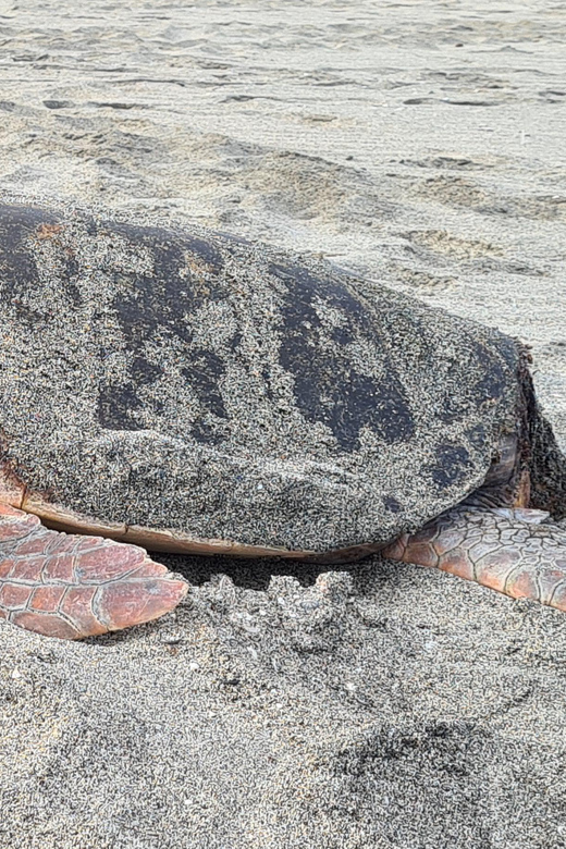 Sal Island: Turtle Watching Experience - What turtle watching is really like