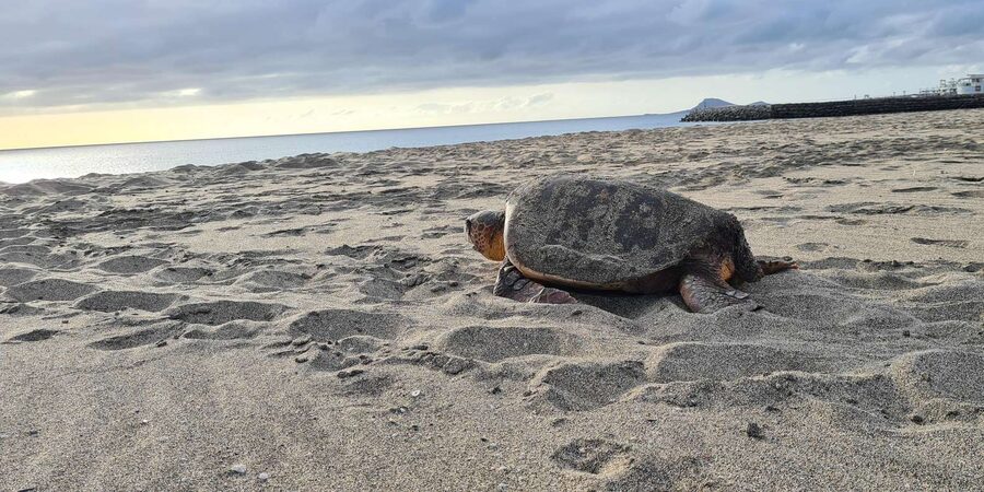 Sal Island: Turtle Watching Experience - Who will enjoy this experience most
