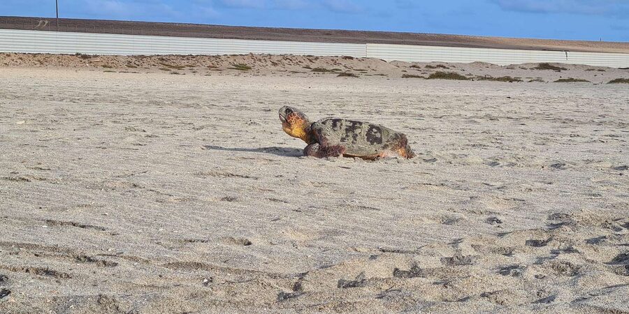 Sal Island: Turtle Watching Experience - Should you book the Sal turtle watching experience?