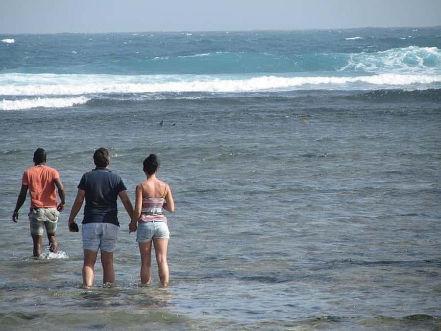 Sal: Lemon Shark Bay and Pedra de Lume Salt Lakes Tour - Why Lemon Shark Bay is the main event