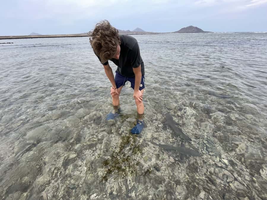 Sal: Lemon Shark Bay and Pedra de Lume Salt Lakes Tour - What the shark guide adds