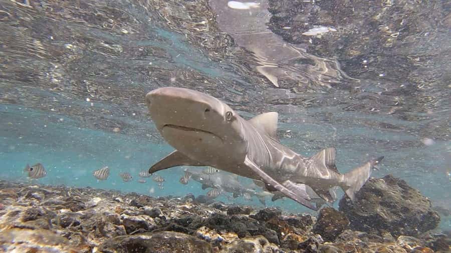 Sal: Private Tour Secrets of a native guide All-inclusive - Meeting the lemon sharks at Shark Bay