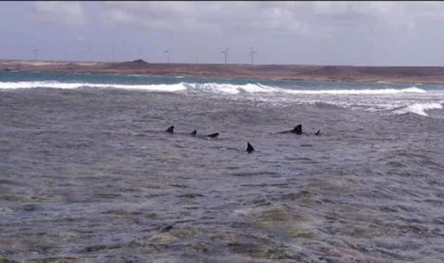 Sal Rei, Santa Monica Beach, Caves, Dunes & Shipwreck Tour - Walking the Viana Desert dunes