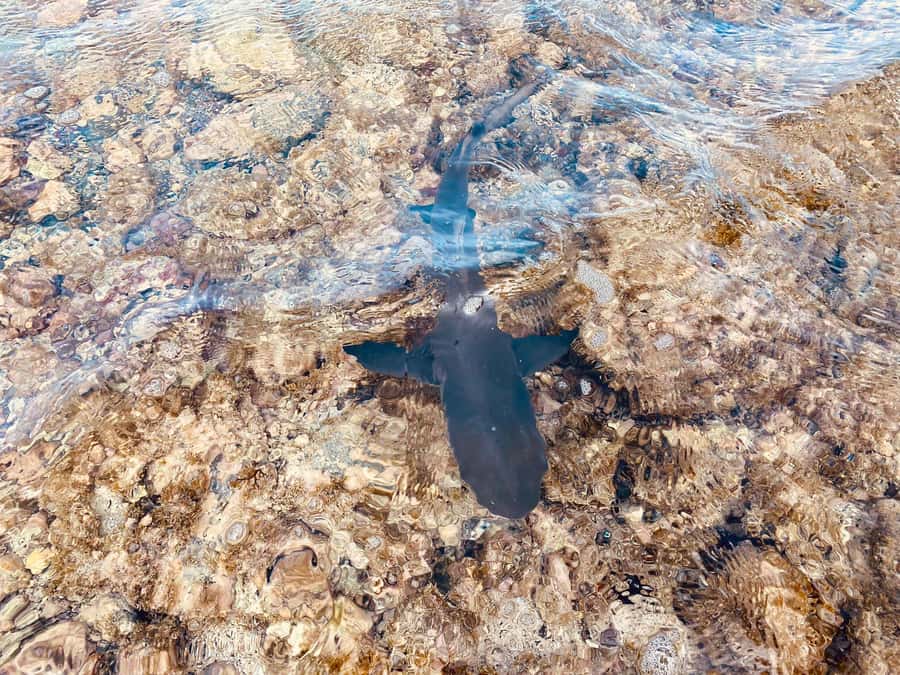 Sal: Salt Lake Tour, Shark Bay and Pedra de Lume Village - Transport, timing, and the human touch