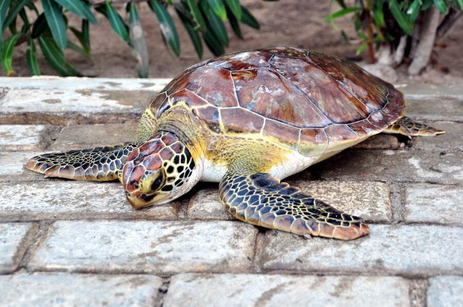 Sal: Turtle Nesting with professional local guide - Why Sal’s turtle nesting is worth a late night