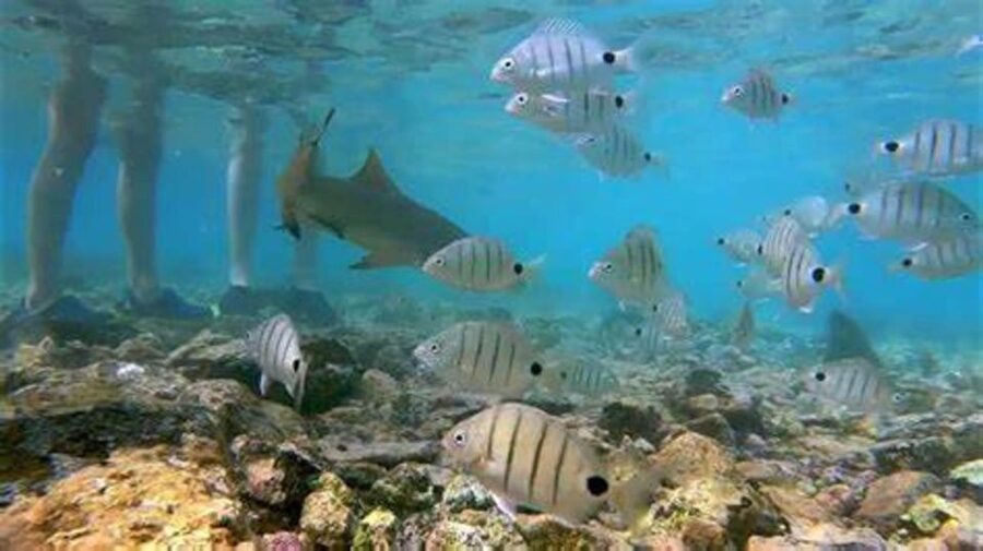 Salt Pans & Lemon Sharks Experience - Is the Salt Pans and Lemon Sharks Experience worth booking?