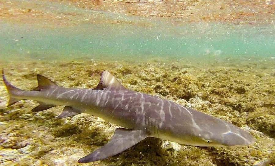 Salt Pans & Lemon Sharks Experience - Two striking stops in one short outing