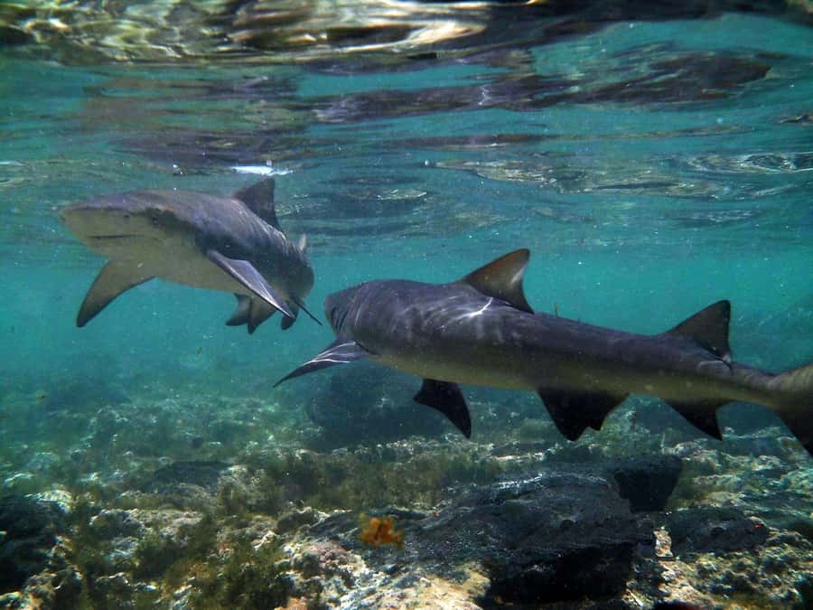 Salt Pans & Lemon Sharks Experience - What the guide adds to the shark encounter