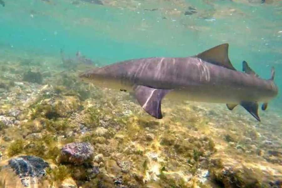 Salt Pans & Lemon Sharks Experience - Pickup, timing, and what to expect