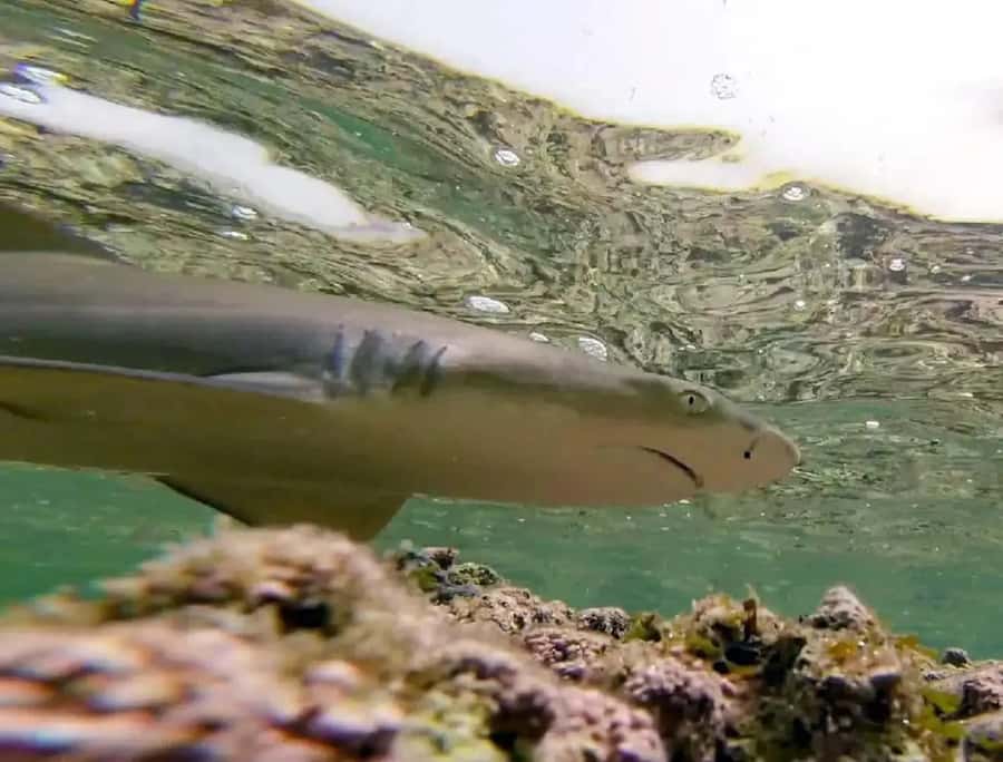 Salt Pans & Lemon Sharks Experience - Who should book this Sal experience?