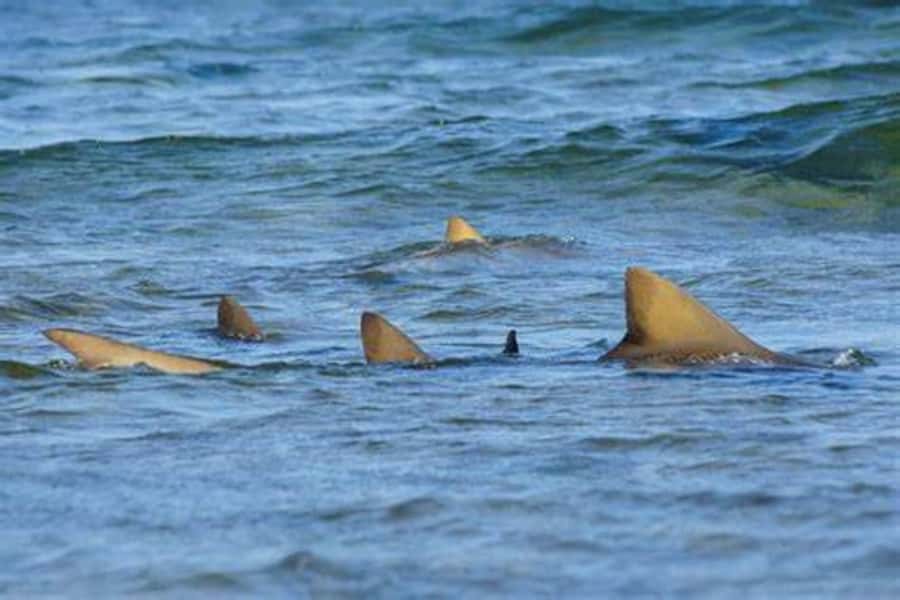 Salt Pans & Lemon Sharks Experience - Practical packing advice