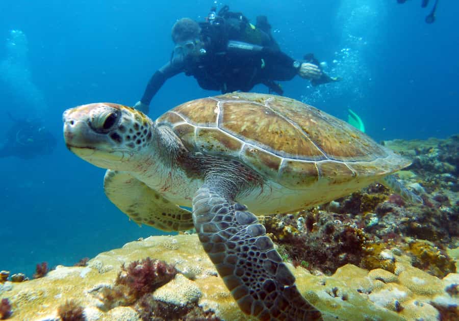 Santa Maria: Discover Scuba Diving - Key points to know before booking