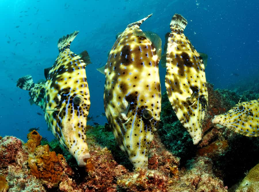 Santa Maria: Guided Snorkeling and Reef Tour - Key points before you book