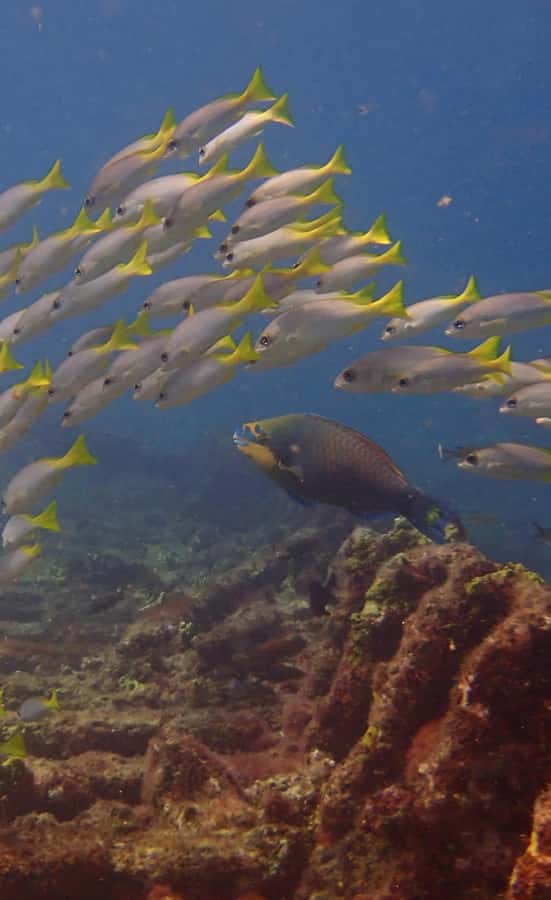 Santa Maria: Guided Snorkeling and Reef Tour - From Santa Maria to the reef by Zodiac boat
