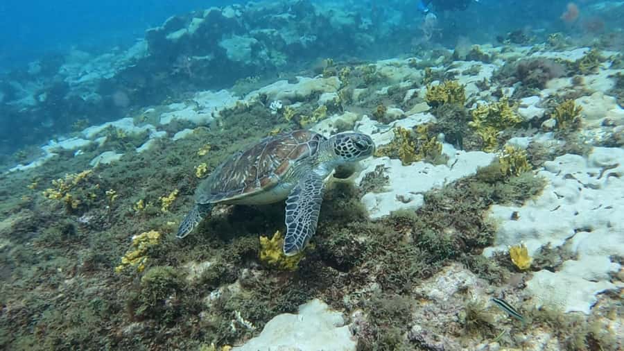 Santa Maria: Guided Snorkeling and Reef Tour - A good choice for first-time snorkelers, with a warning about waves