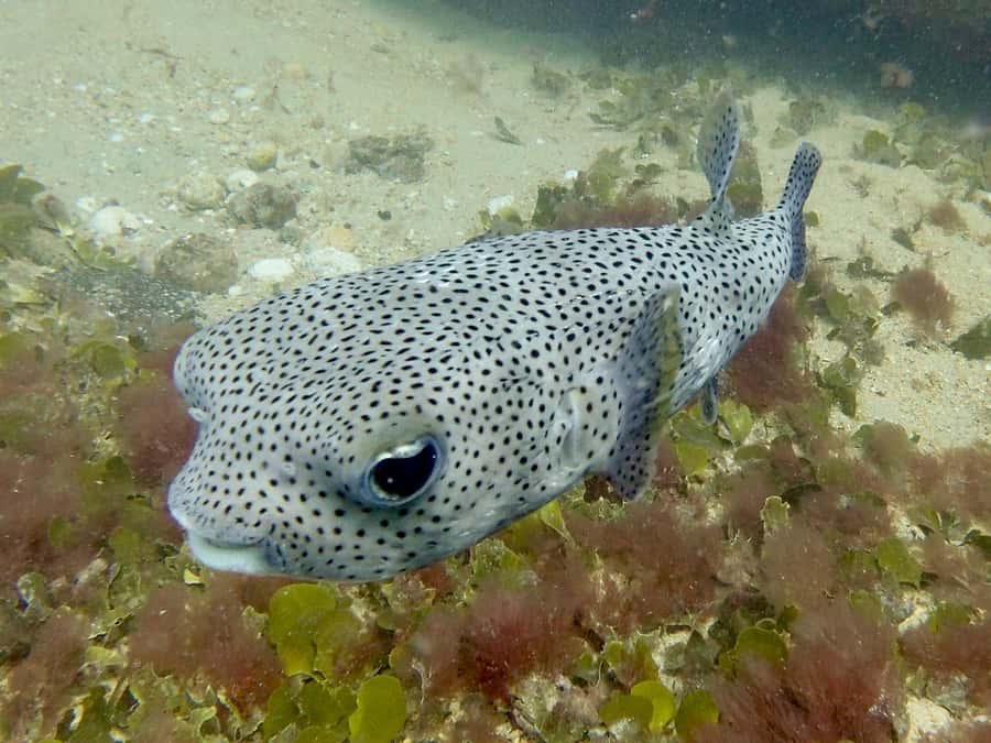 Santa Maria: Guided Snorkeling and Reef Tour - Is $44 a fair price?
