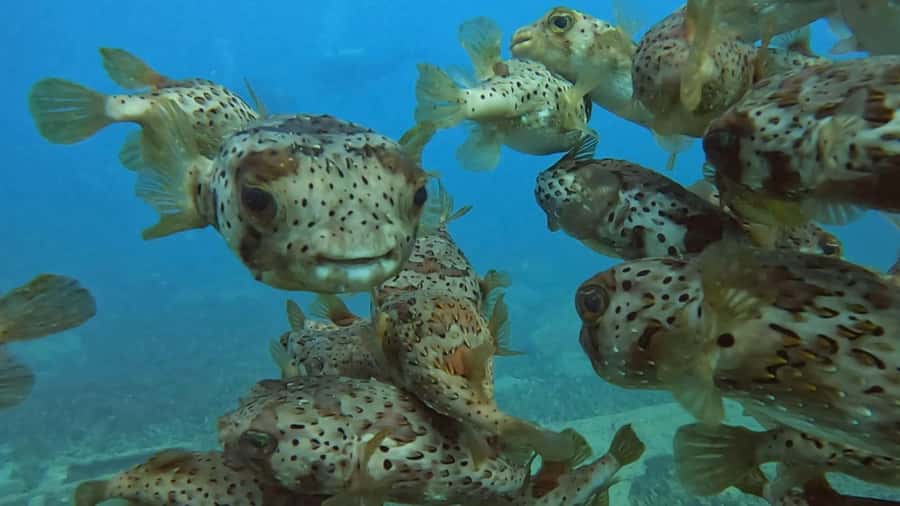 Santa Maria: Guided Snorkeling and Reef Tour - Practical details that make the day easier