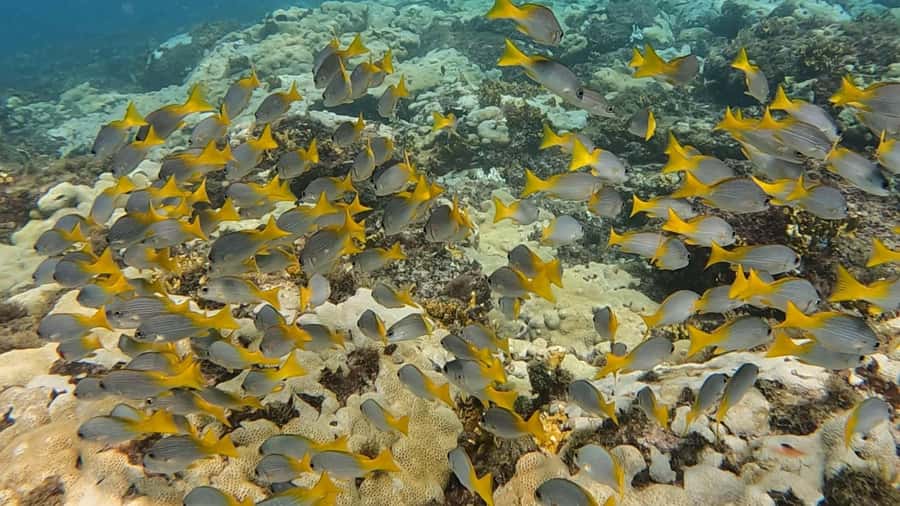 Santa Maria: Guided Snorkeling and Reef Tour - Who should book this Santa Maria snorkeling trip?