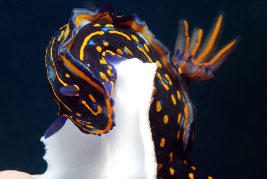 Santa Maria: Half-Day Diving Trip in Sal with Pickup - A simple morning from Santa Maria