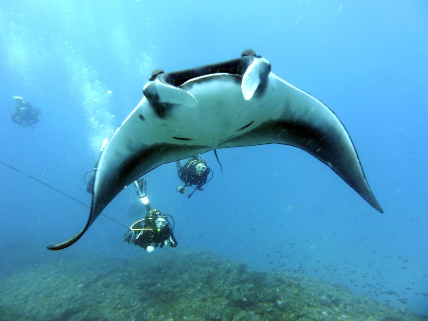 Santa Maria: Half-Day Diving Trip in Sal with Pickup - Small groups and the guide setup
