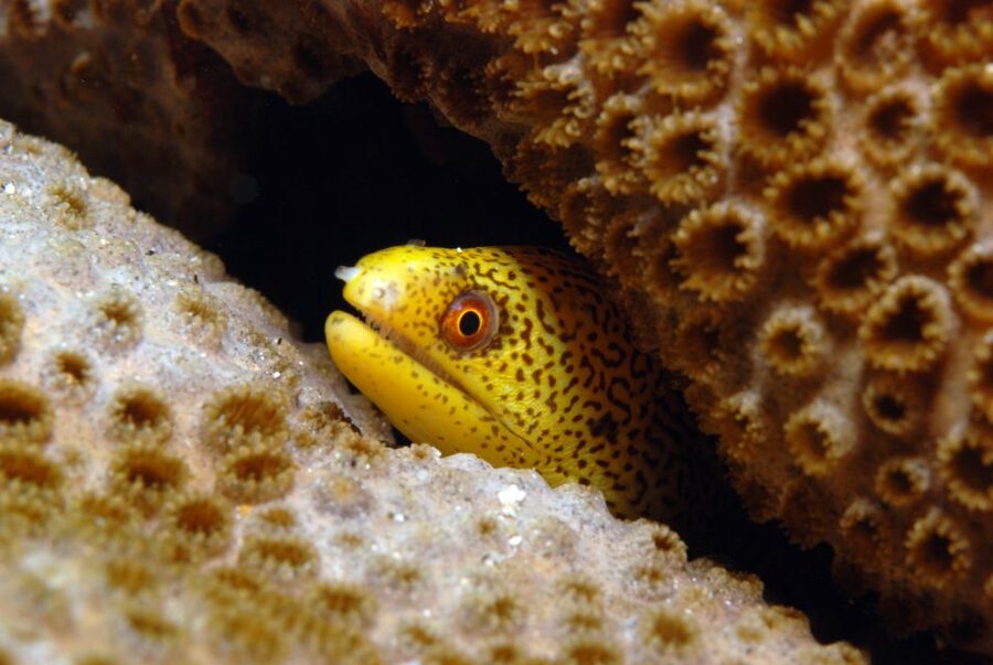 Santa Maria: Half-Day Diving Trip in Sal with Pickup - What Sal offers below the surface