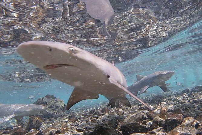 Santa Maria, Sal: All inclusive Salt Lake, Blue Eye and Shark Bay - The guide makes the short route work