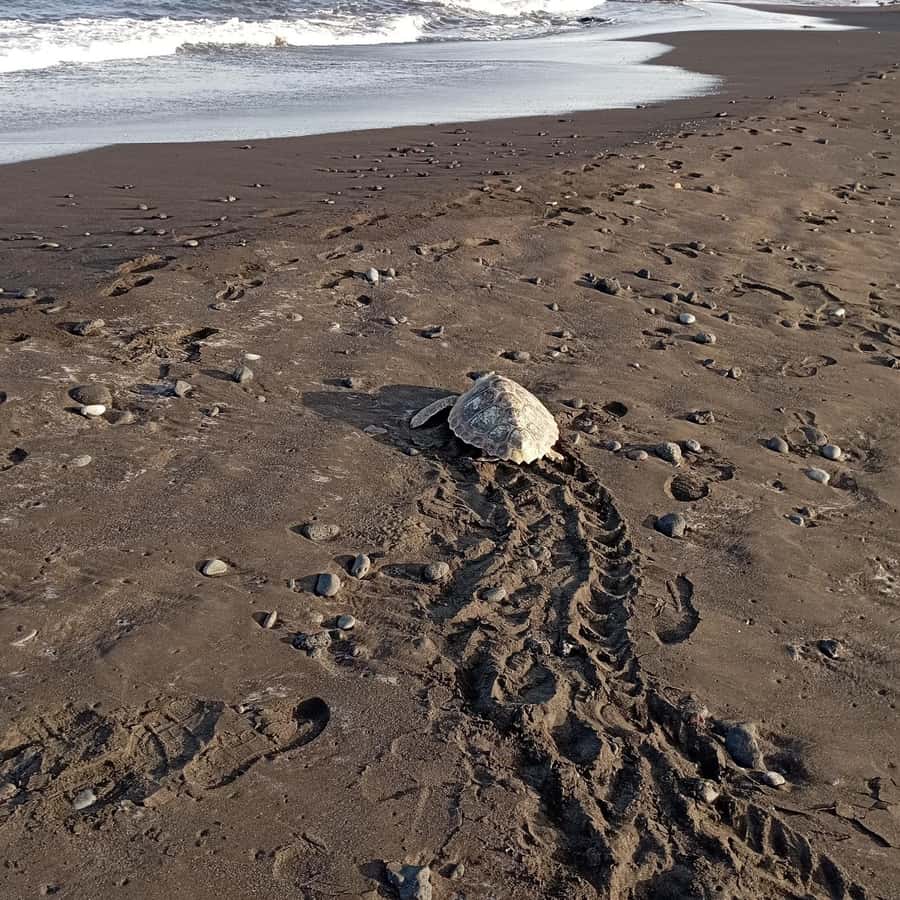 Santa Maria: Sal Island Sea Turtle Watching Experience - Why Sal is a major turtle-nesting place