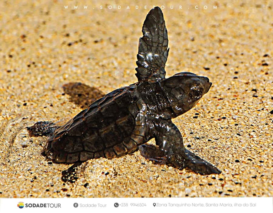 Santa Maria: Sal Island Sea Turtle Watching Experience - The first beach stop: searching before seeing