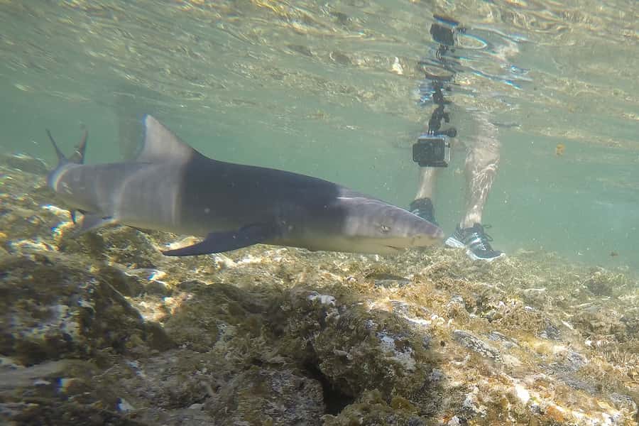Santa Maria: Salt Mine, Natural Pool, and Shark Bay Tour - Buracona’s Blue Eye and the natural pool