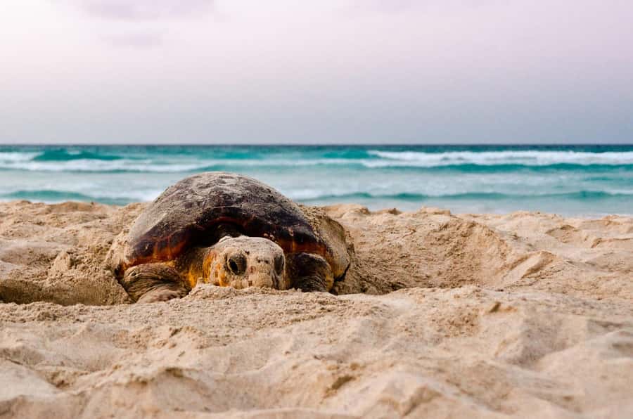 Santa Maria: Sea Turtle Watching Experience on Sal Island - Key points at a glance