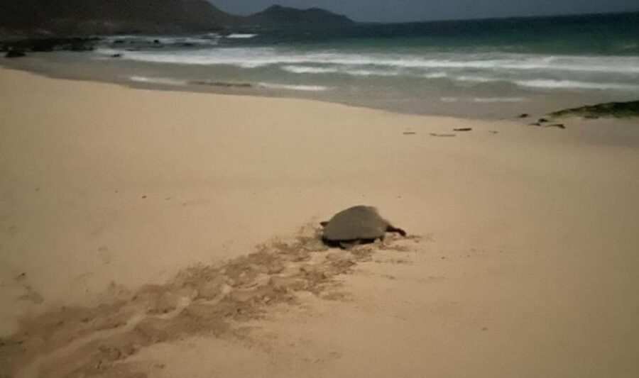 Santa Maria: Sea Turtle Watching Experience on Sal Island - Should you book the Sal turtle-watching experience?