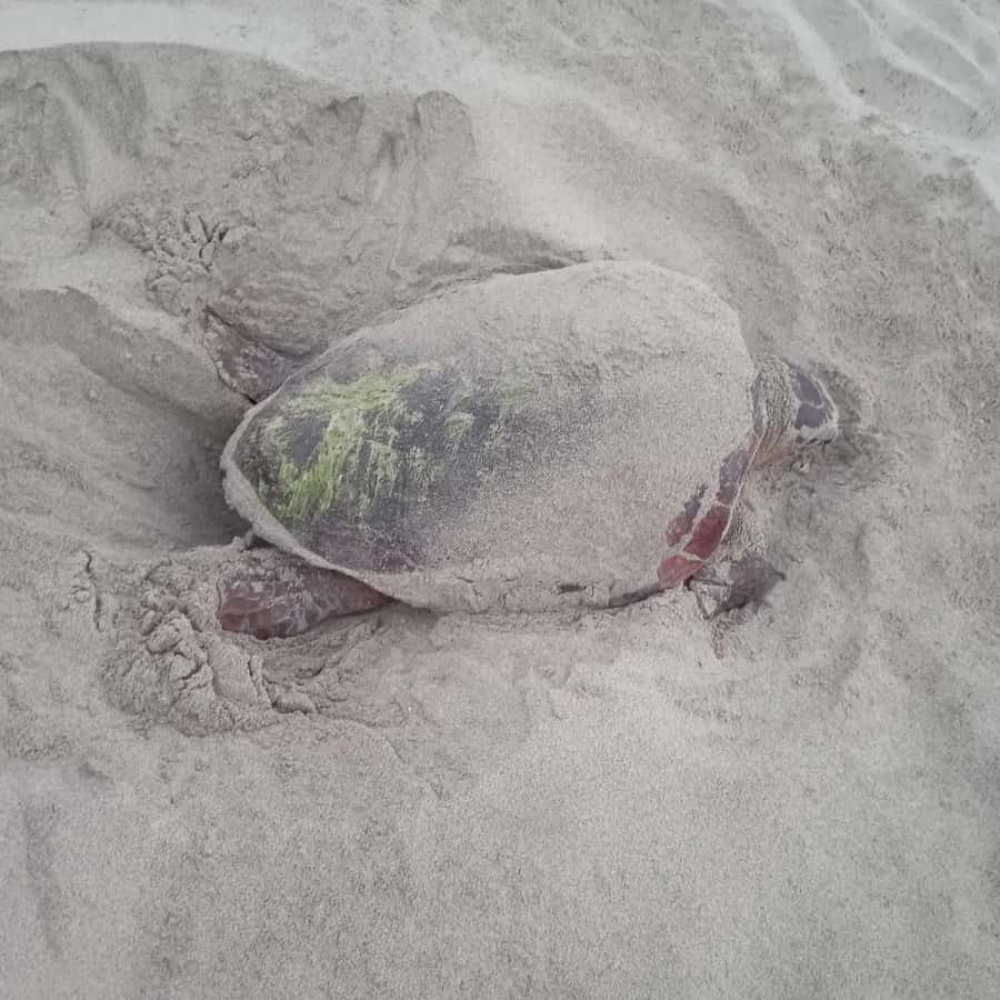 Santa Maria: Sea Turtle Watching Experience on Sal Island - Why Sal is such an important turtle-watching place